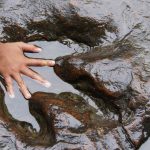 A child sticks its small hand in a large fossilized dinosaur footprint filled with water.